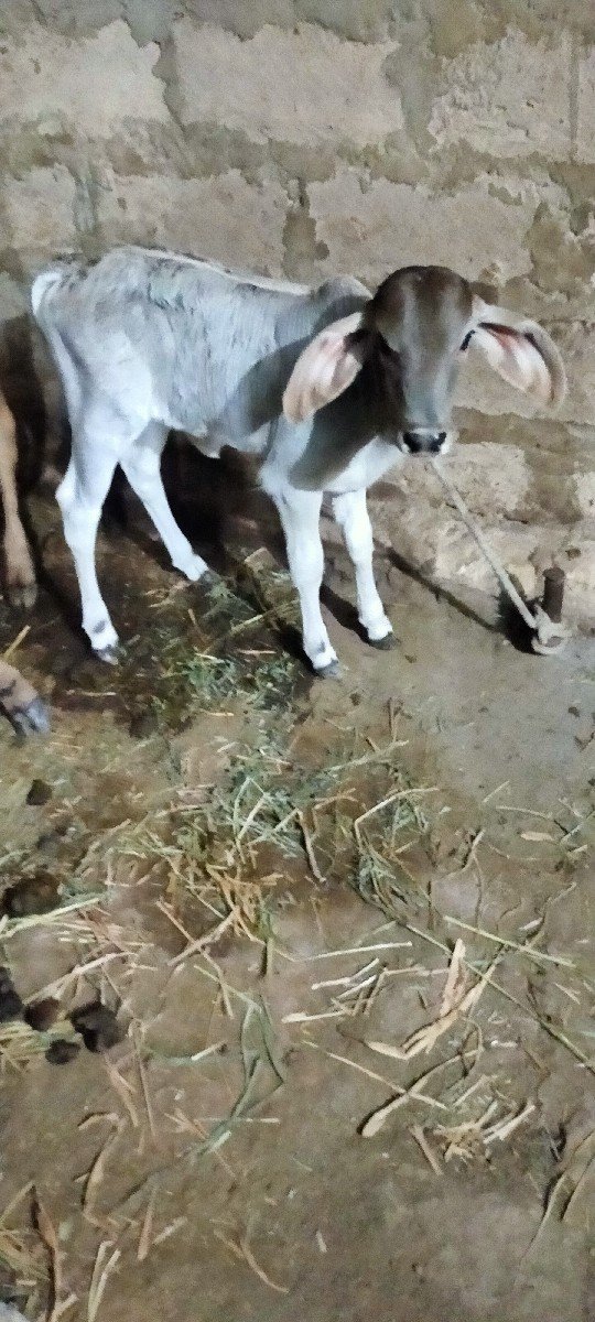 અમિતભાઈ રૂપારેલીયા ગામ ગોખલાણા