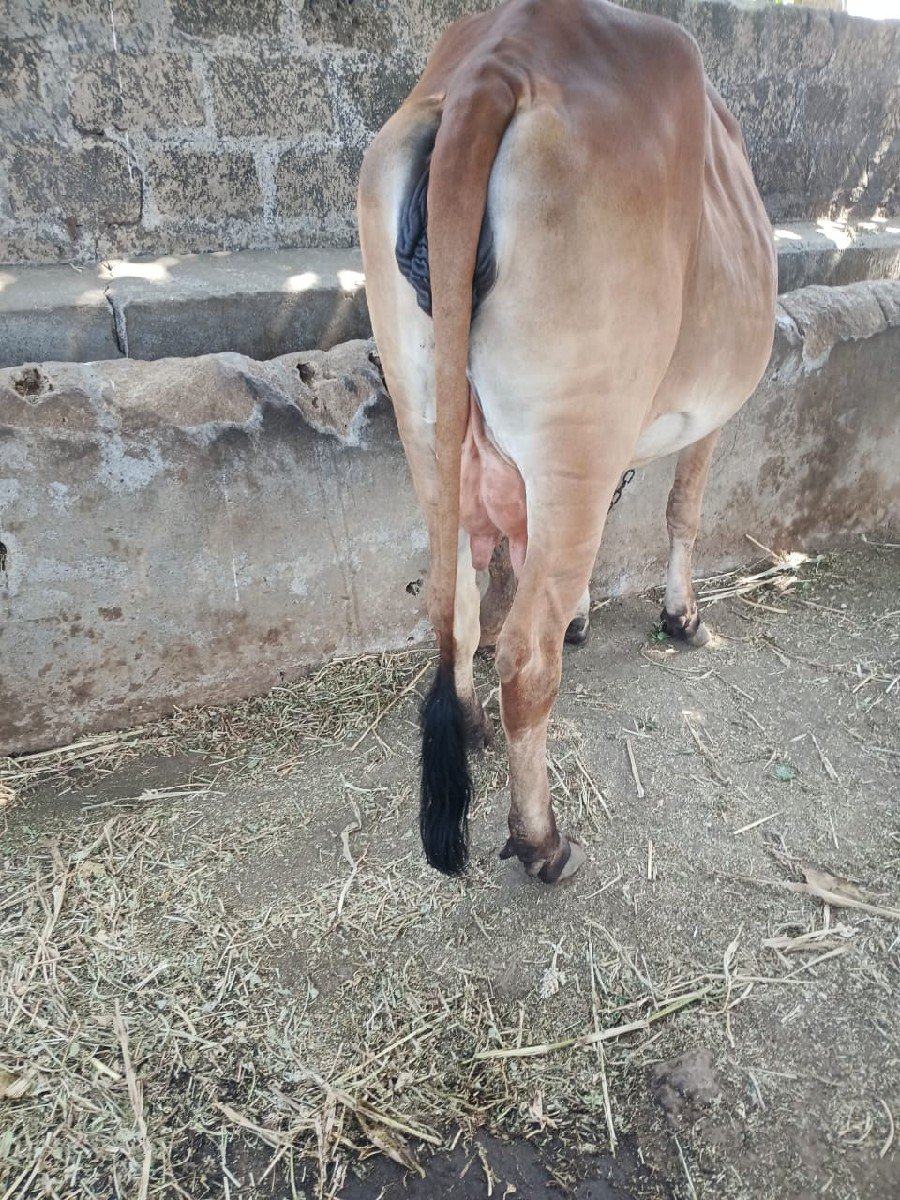 ગીર ગાય વેચવાની છે