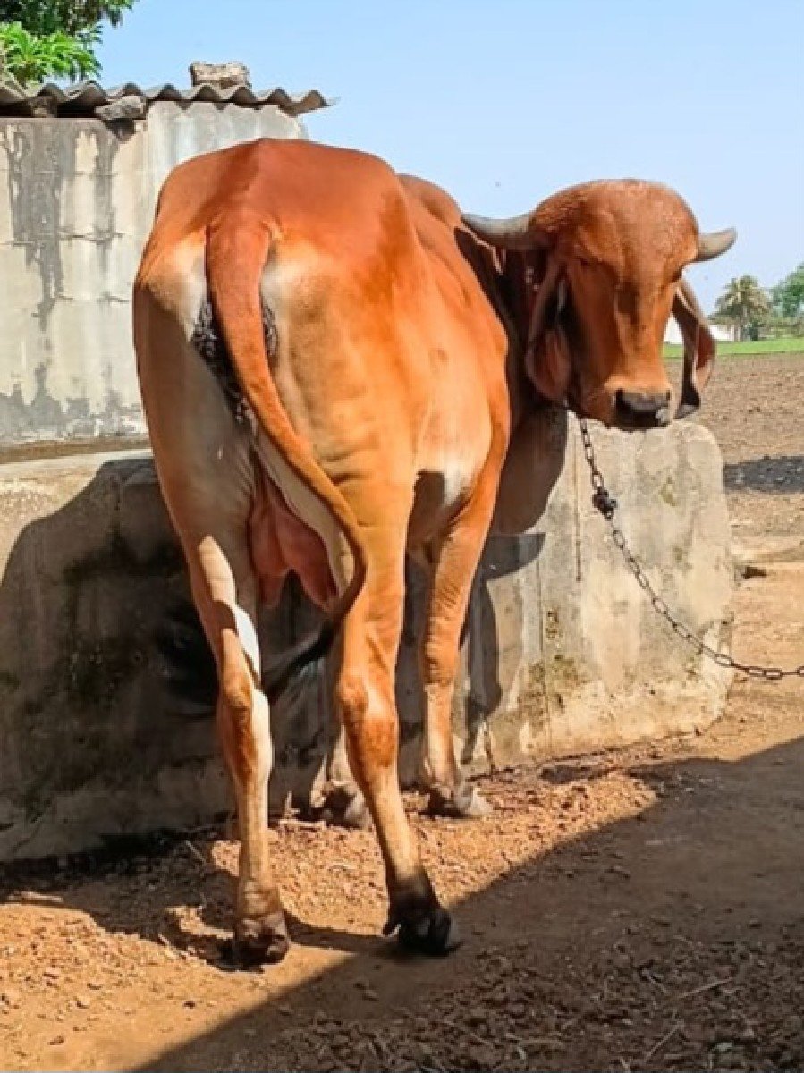 ગીર ગાય વેચવાની છે