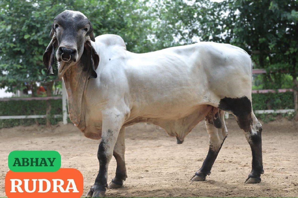 ગીર ગાય વેચવાની છે