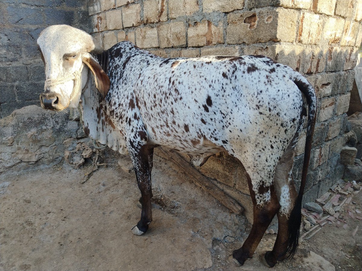 ગીર વાસડી છે