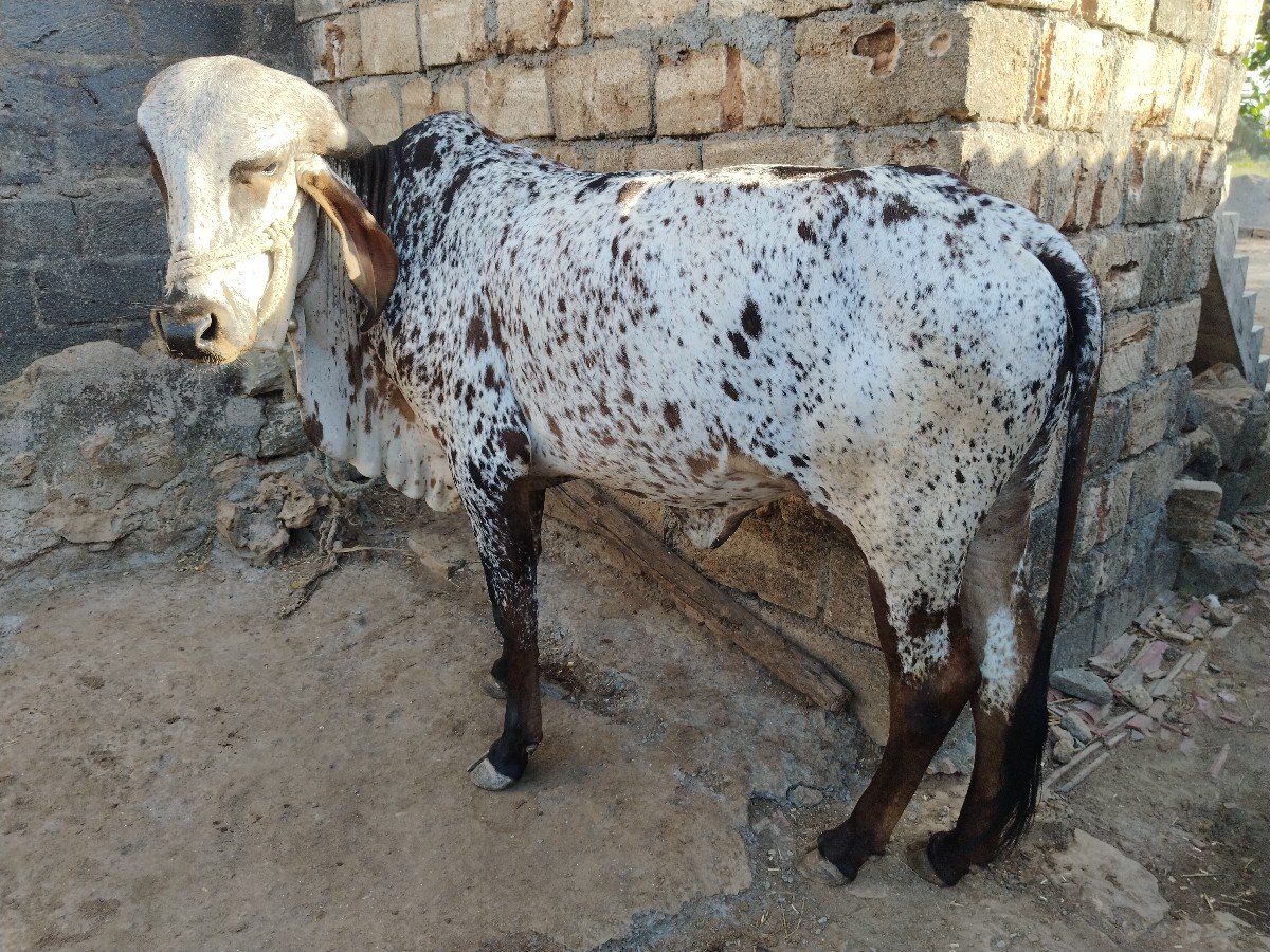 ગીર વાસડી છે