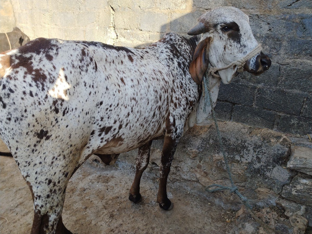 ગીર વાસડી છે