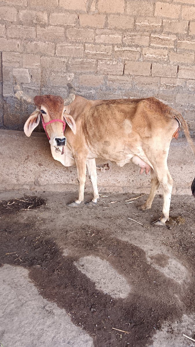 ગાય વેચવાની