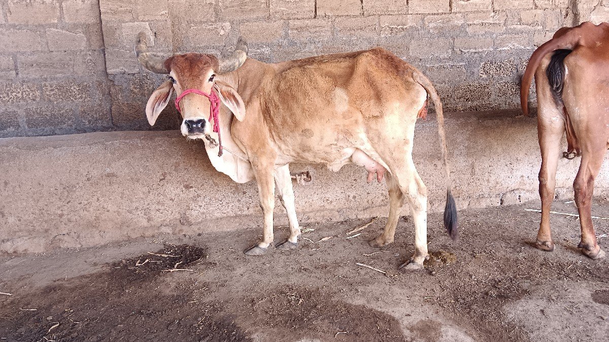 ગાય વેચવાની