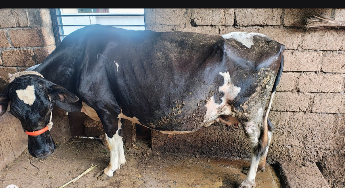 એચ. એફ. ગાય વેચવાની છે