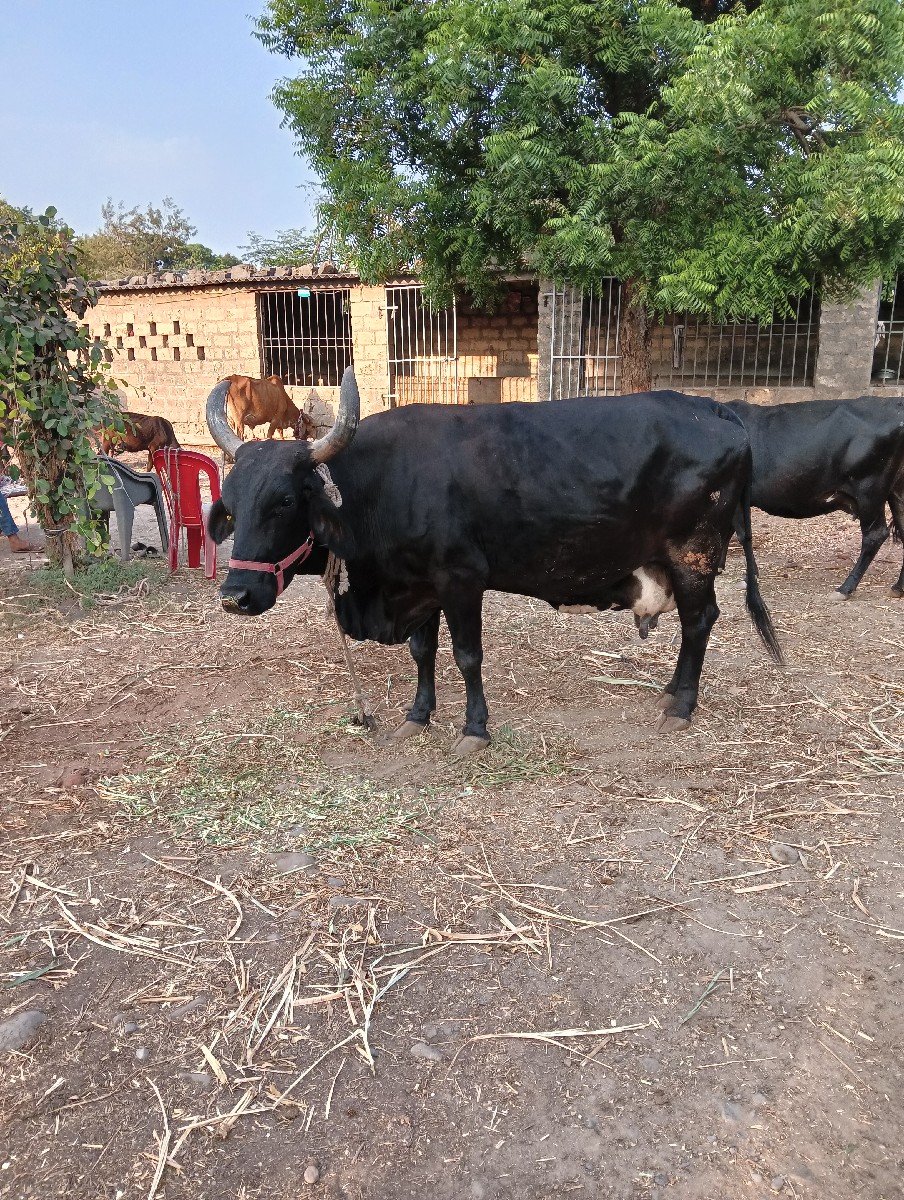 ગીર કોષ ગાય વેચવાની છે