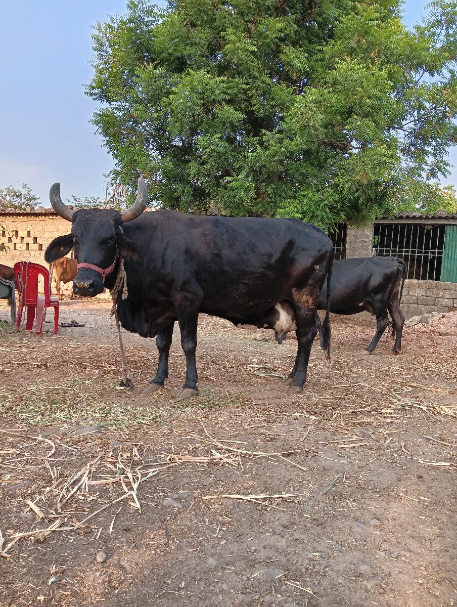 ગીર કોષ ગાય વેચવાની છે