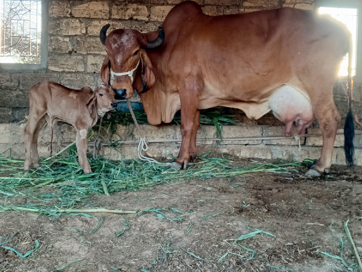 ગાય વેચવાની છે.