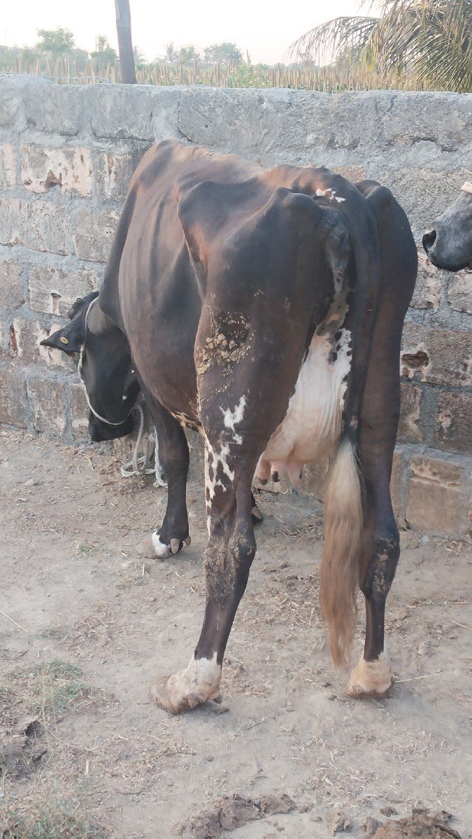 8 લિટર દૂધ સે