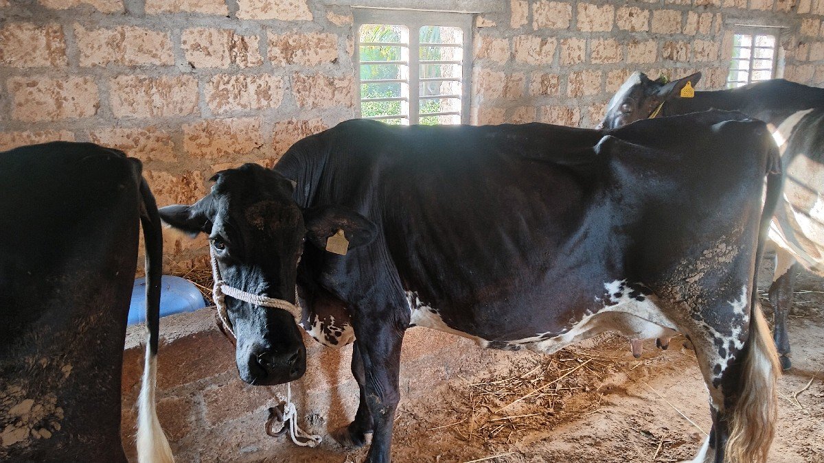 8 લિટર દૂધ સે