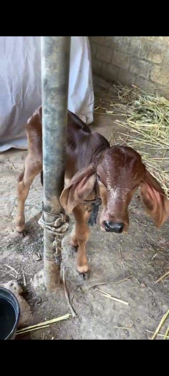 તાજી વિયાએલ ગાય વેચવાની છે