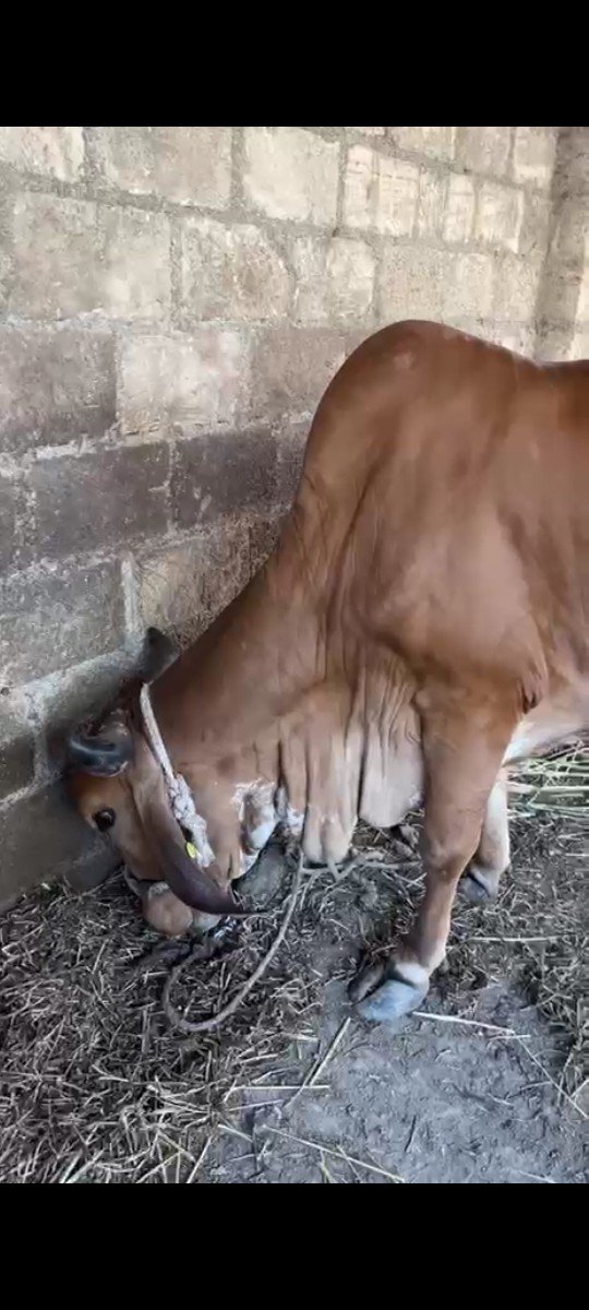 તાજી વિયાએલ ગાય વેચવાની છે
