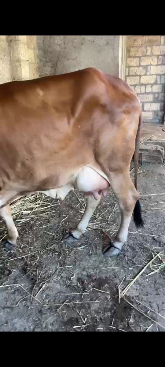 તાજી વિયાએલ ગાય વેચવાની છે