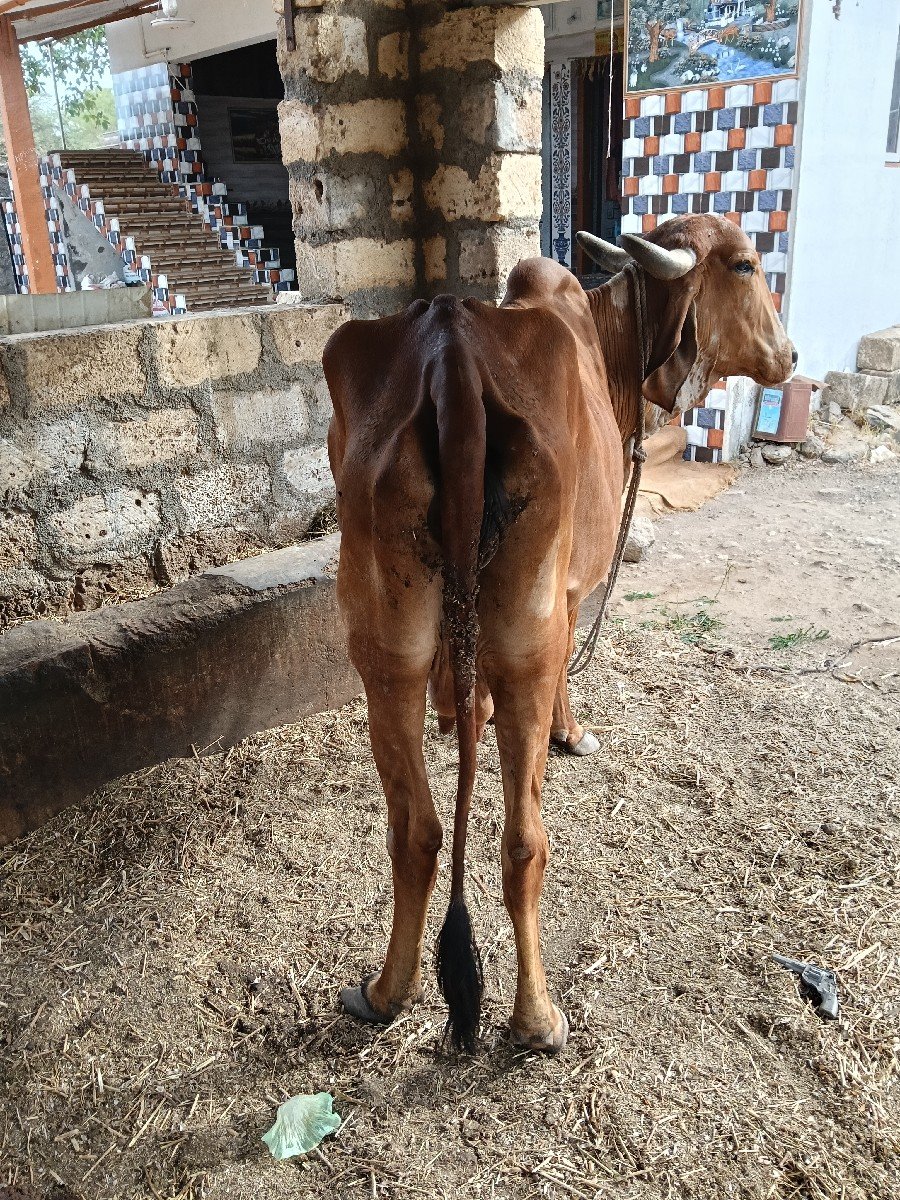 દસકદેમાવાયજછે
