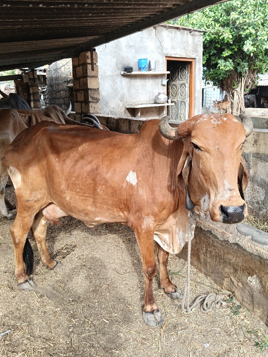 દસકદેમાવાયજછે