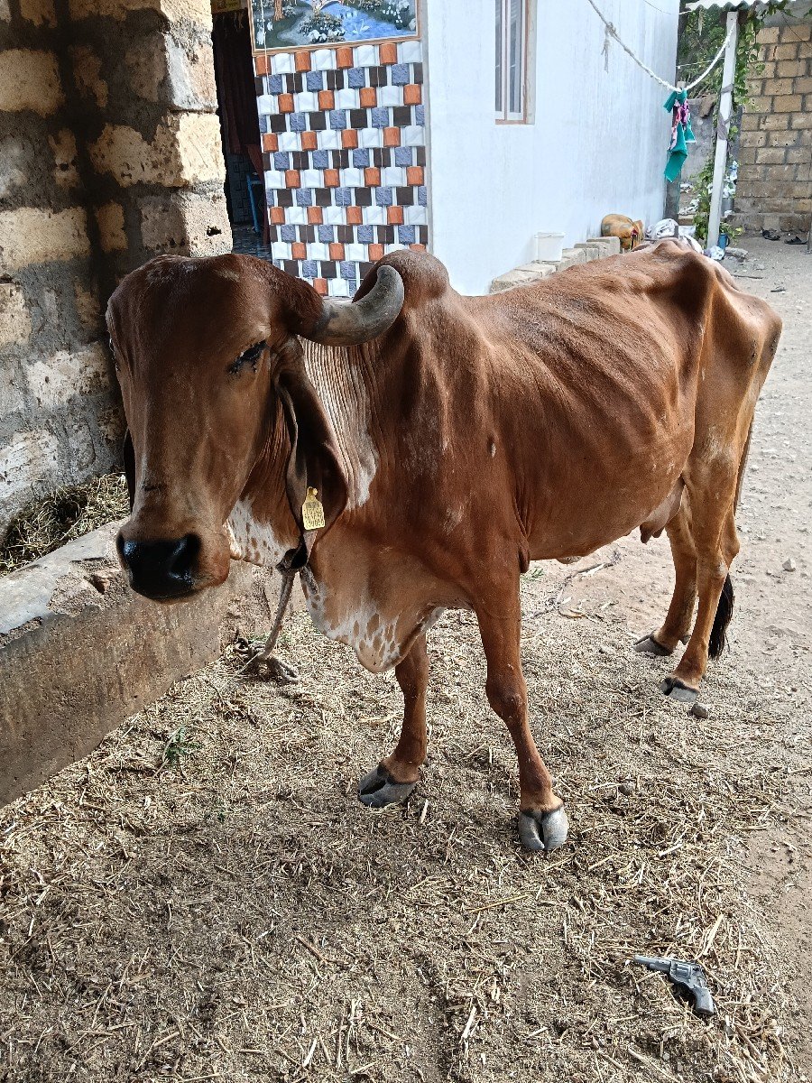 દસકદેમાવાયજછે