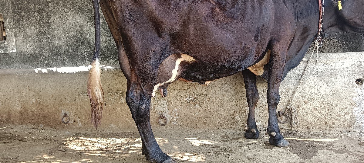 એસ ગાય વેચવાની છે