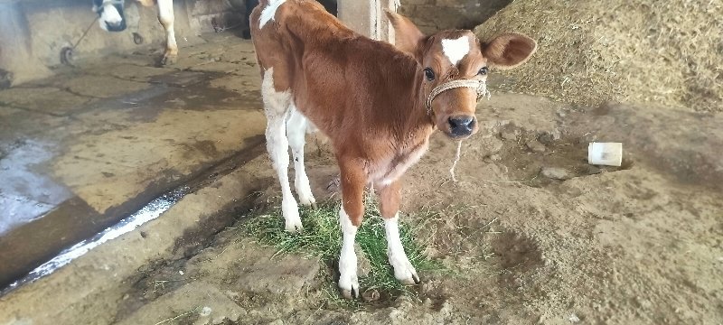 vasardi આપવાની સે