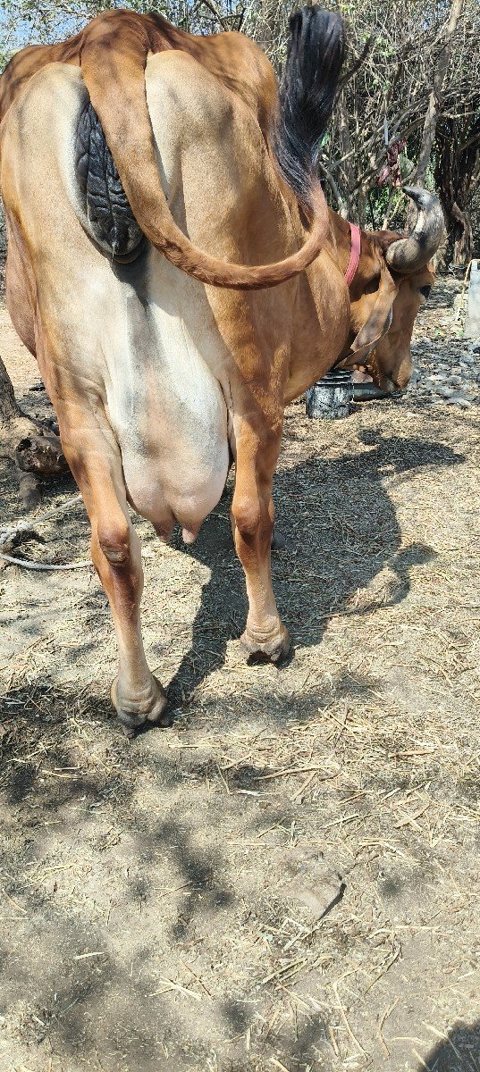 ગાય વેચવાની છે