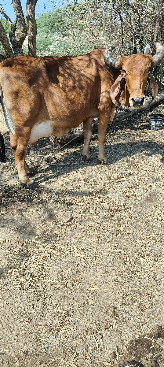 ગાય વેચવાની છે