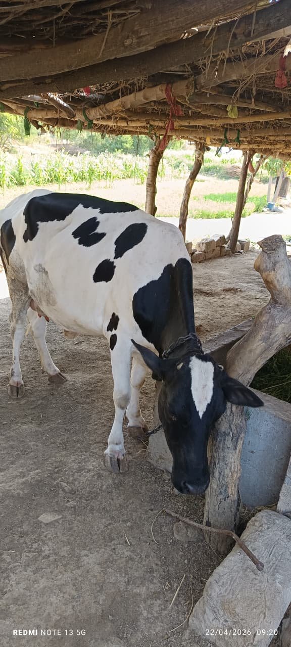 એચ. એફ. ગાય વેચવાની છે
