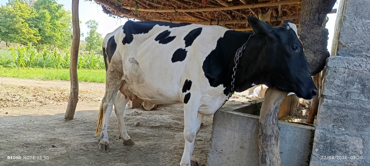 એચ. એફ. ગાય વેચવાની છે