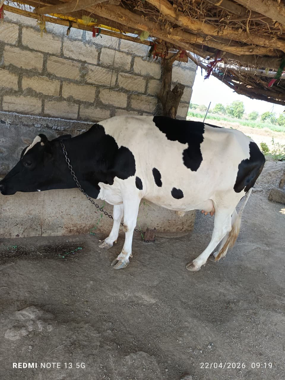 એચ. એફ. ગાય વેચવાની છે