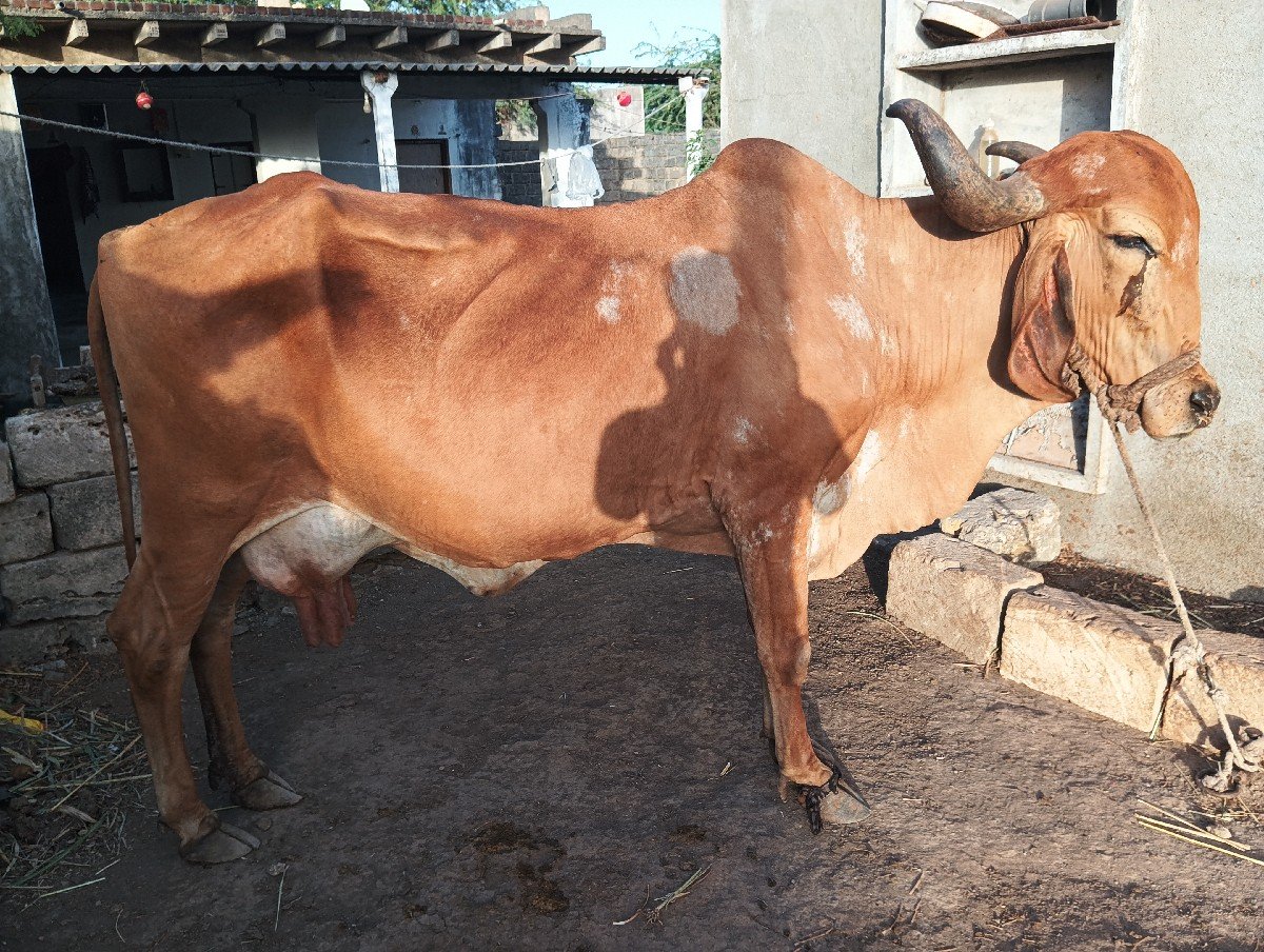 ગાય વેચવાની છે