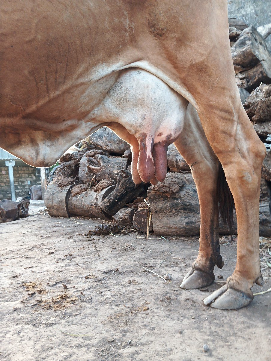 ગાય વેચવાની છે