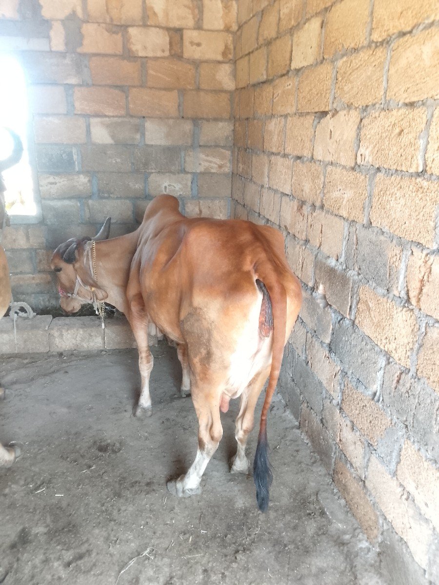 ગાય વેચવાની છે