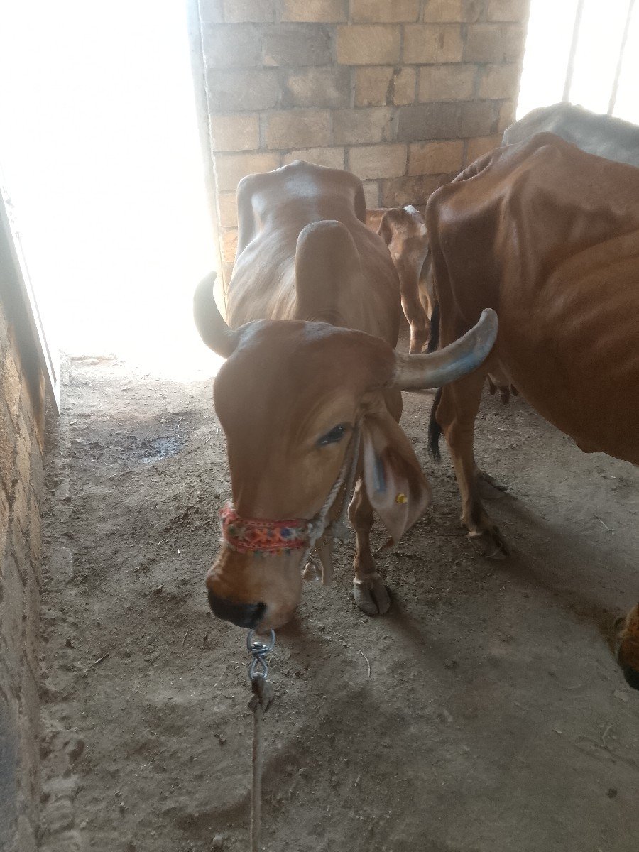 ગાય વેચવાની છે