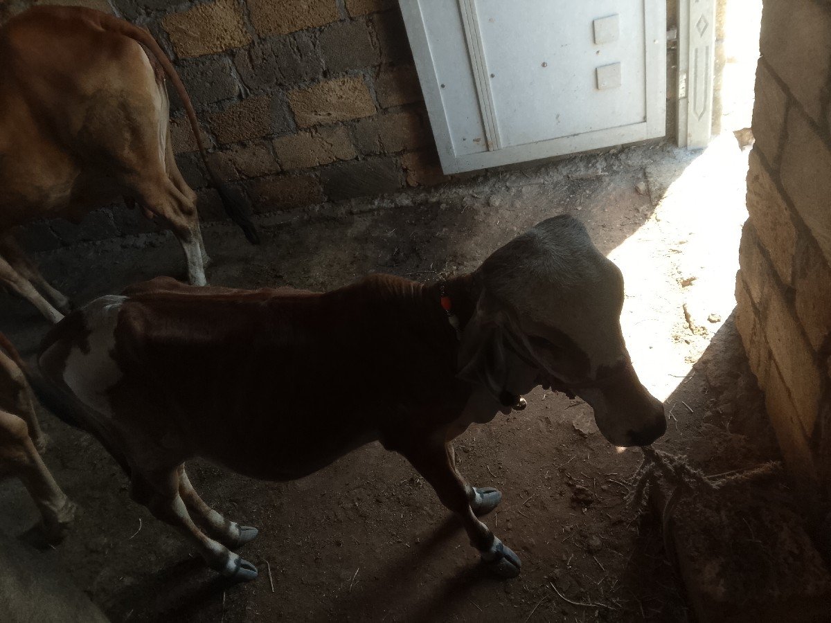 ગાય વેચવાની છે