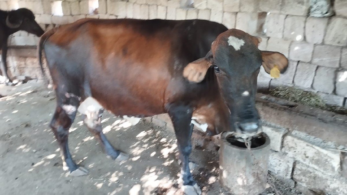 ગાય વેચવાની છે