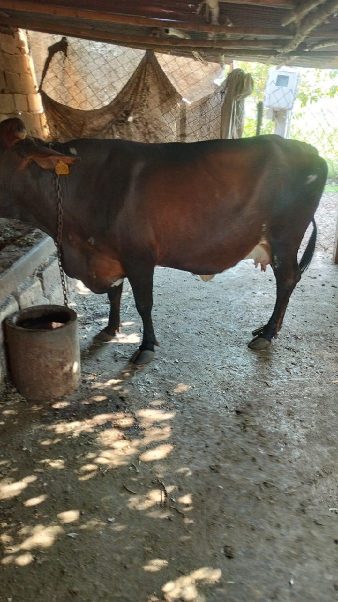 ગાય વેચવાની છે