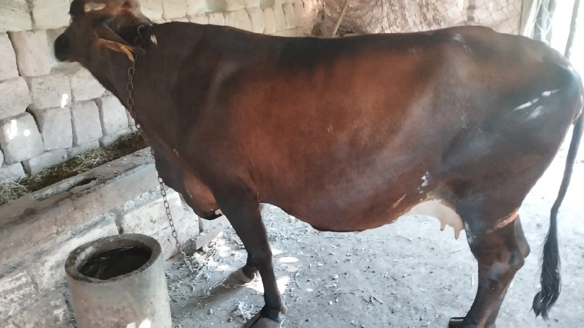 ગાય વેચવાની છે
