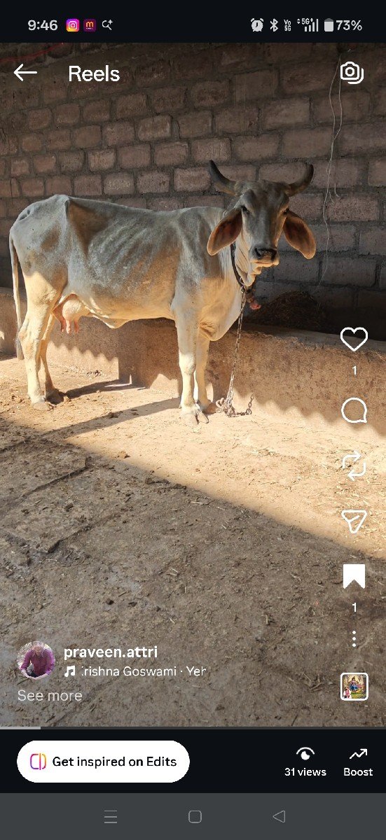 ગાય વેચવાની છે