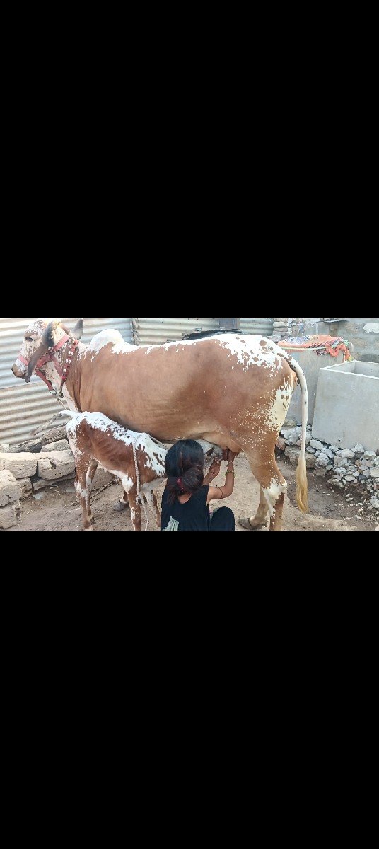 કાબરી ગાય વેચવાની છે