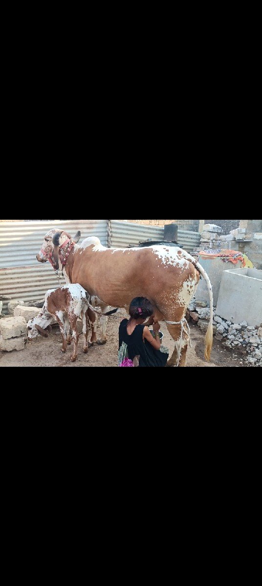 કાબરી ગાય વેચવાની છે
