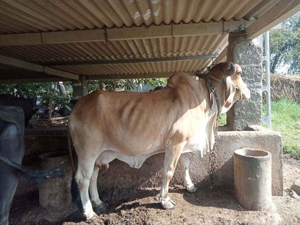 ગાય વેચવાની છે
