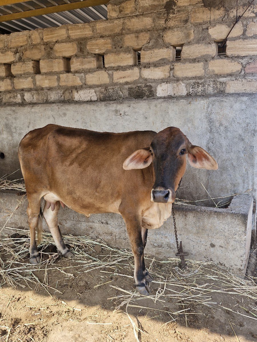જરશી