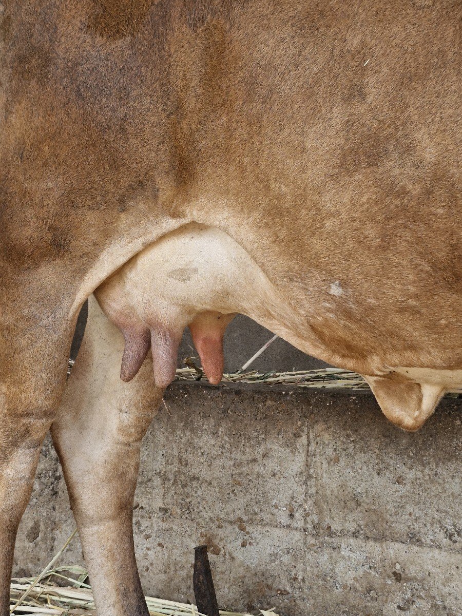 જરશી