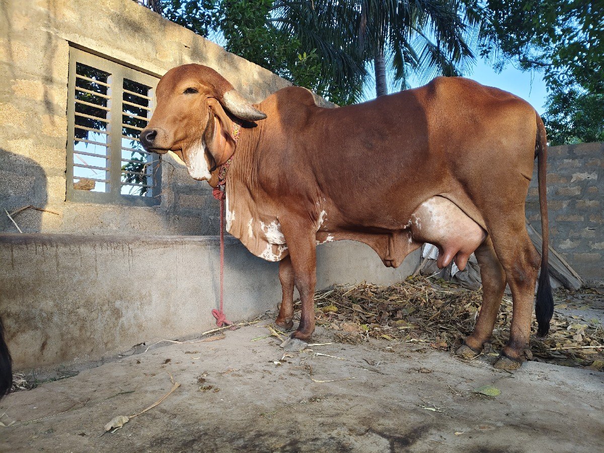 લાઇન વારી ગાય સે દેવાની સે