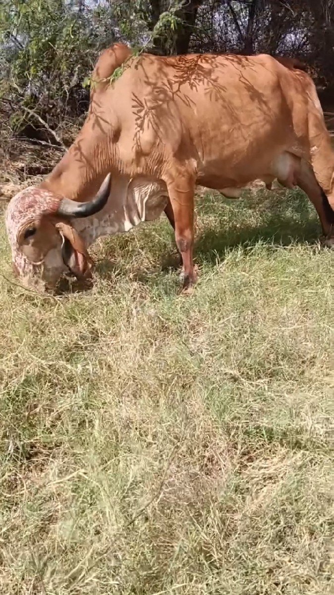 કાબરી ગાય