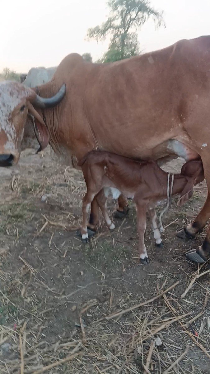 કાબરી ગાય