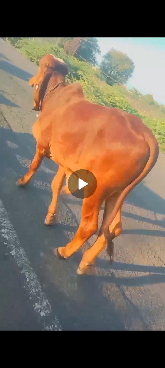 ગીર વાછડો