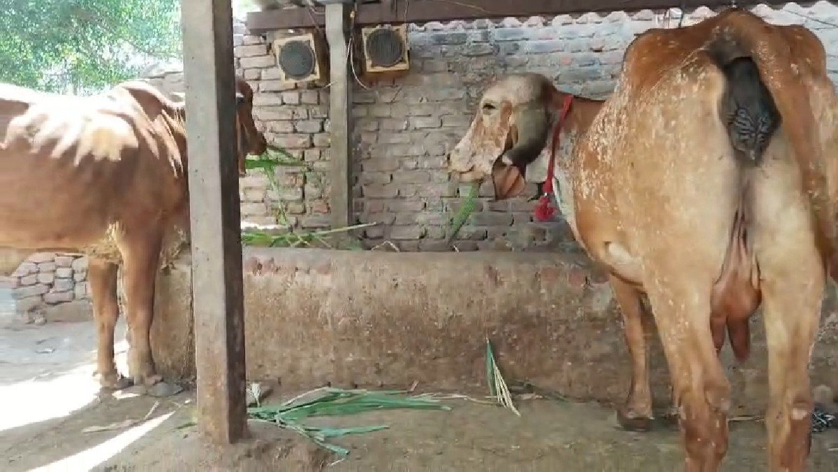 ગાય વેચવા છે