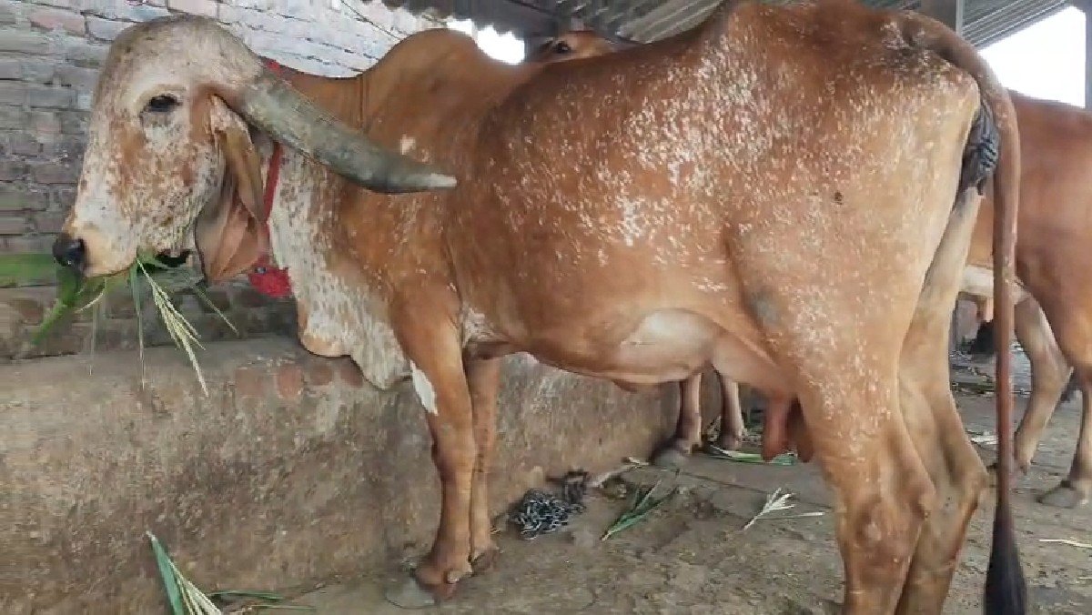 ગાય વેચવા છે