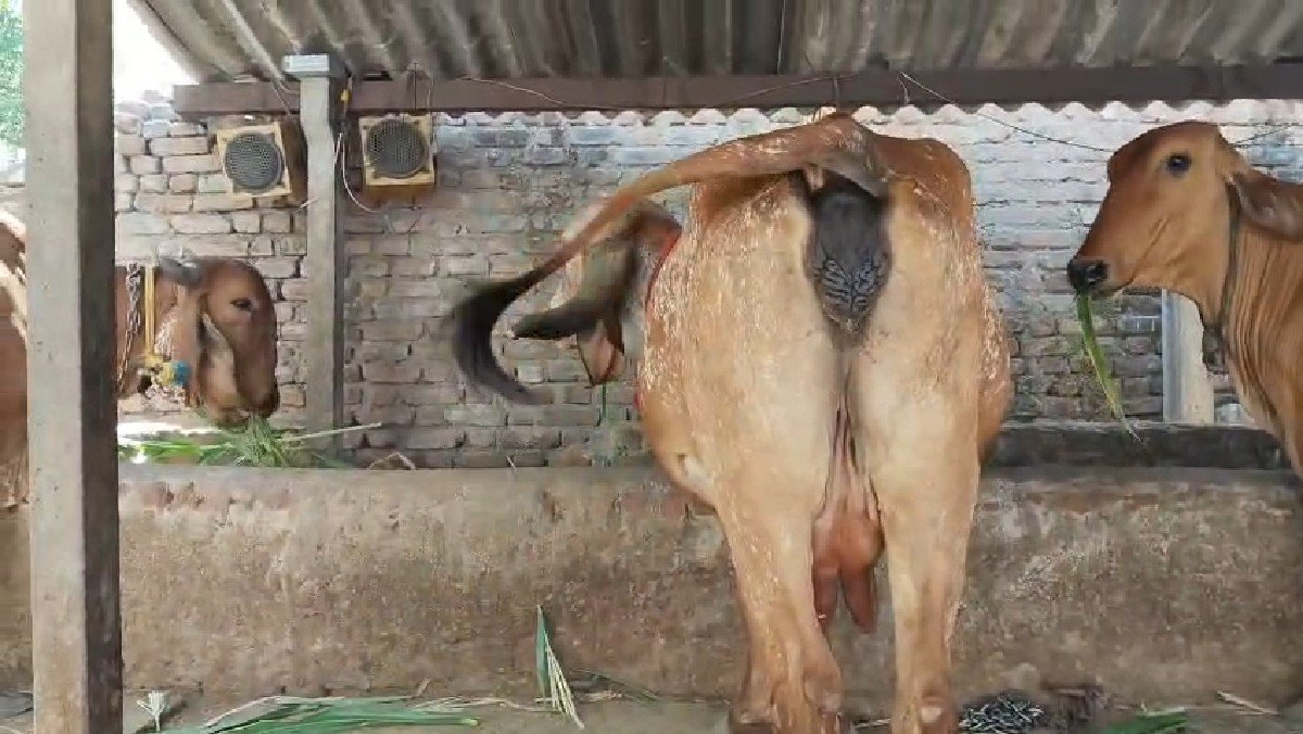 ગાય વેચવા છે