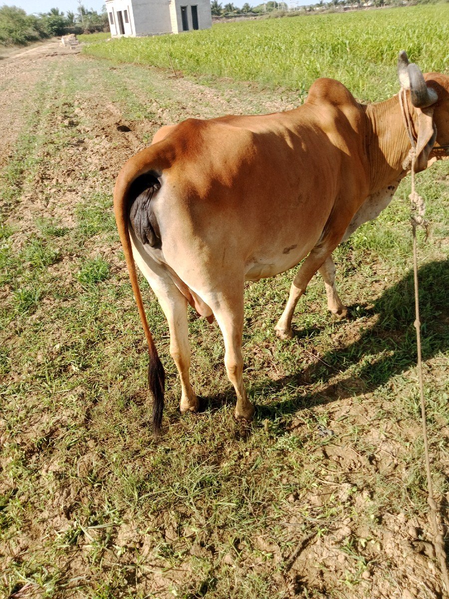 ગાઈ વેચવાની છે